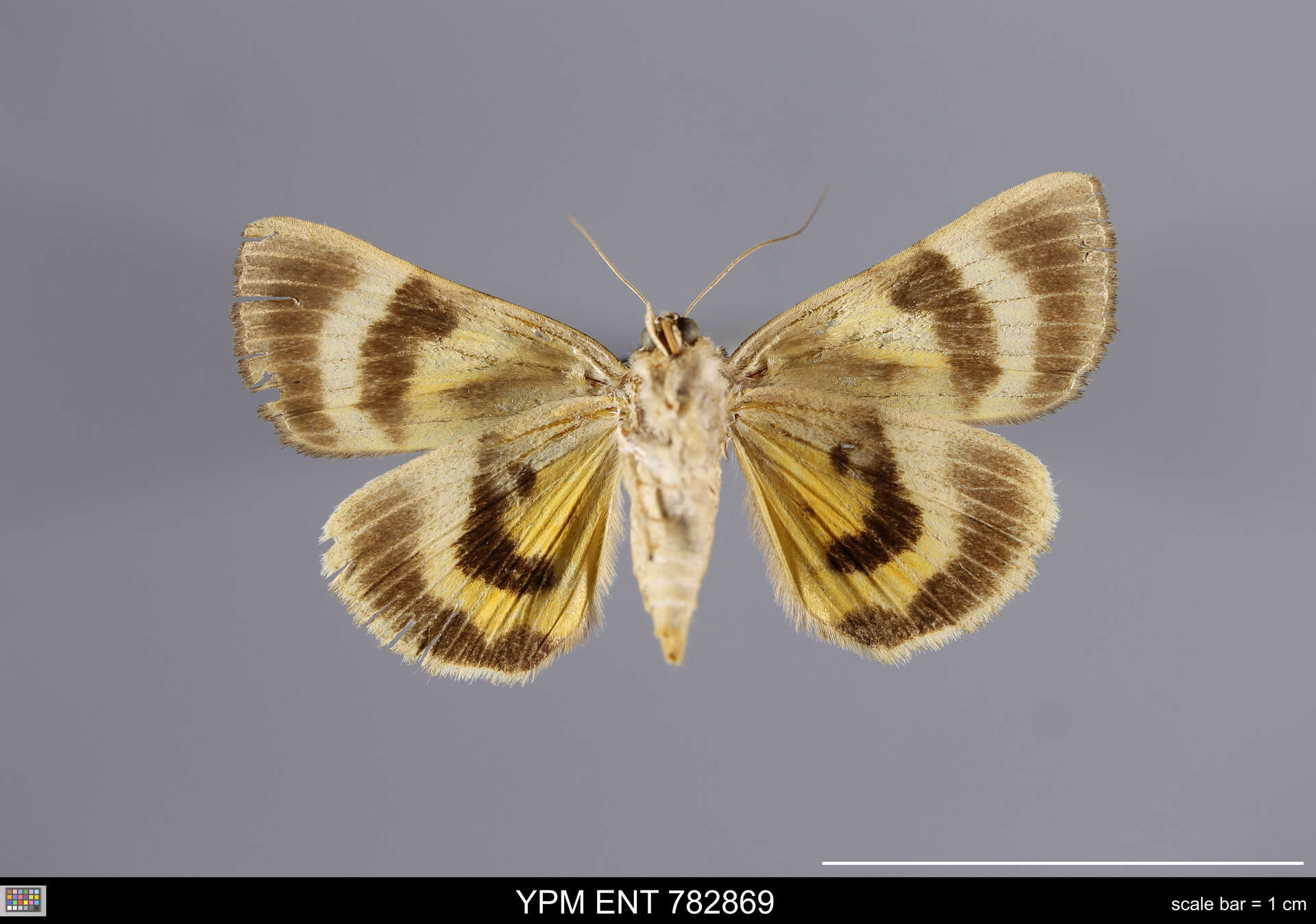 Image of Married Underwing