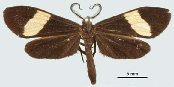 Image of Josia enoides Boisduval 1870