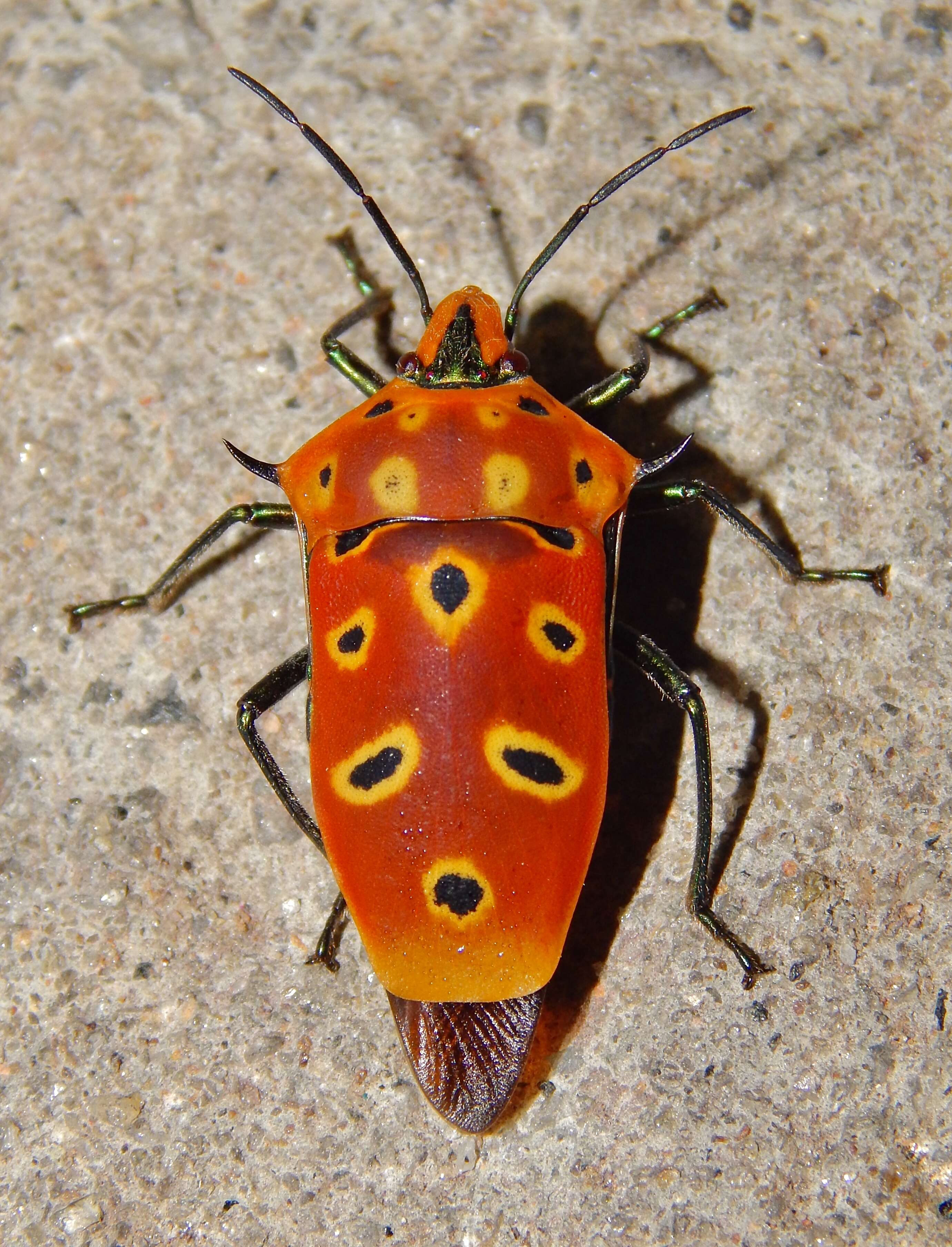 Image of Cantao ocellatus