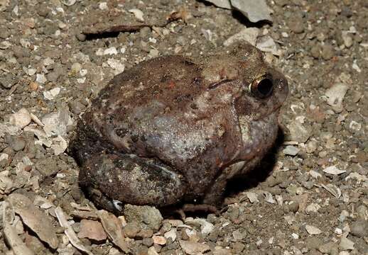 Image of Burrowing frog