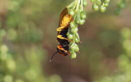 Imagem de Philanthus triangulum (Fabricius 1775)