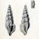 Image of Pseudorhaphitoma multigranosa (Schepman 1913)