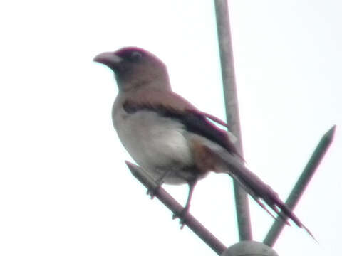 Image of Grey Treepie