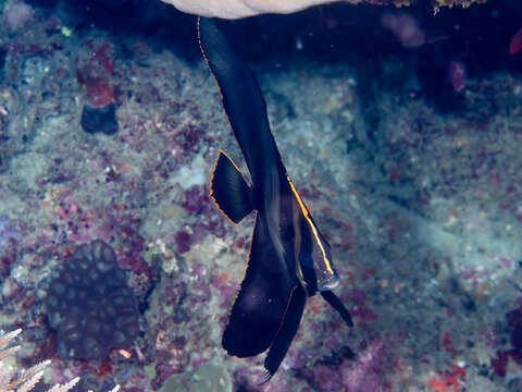 Image of Longfin batfish