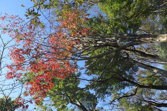 صورة Neoshirakia japonica (Siebold & Zucc.) Esser