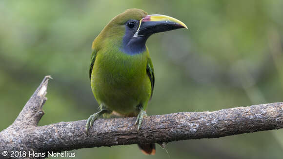 Image of Blue-throated Toucanet