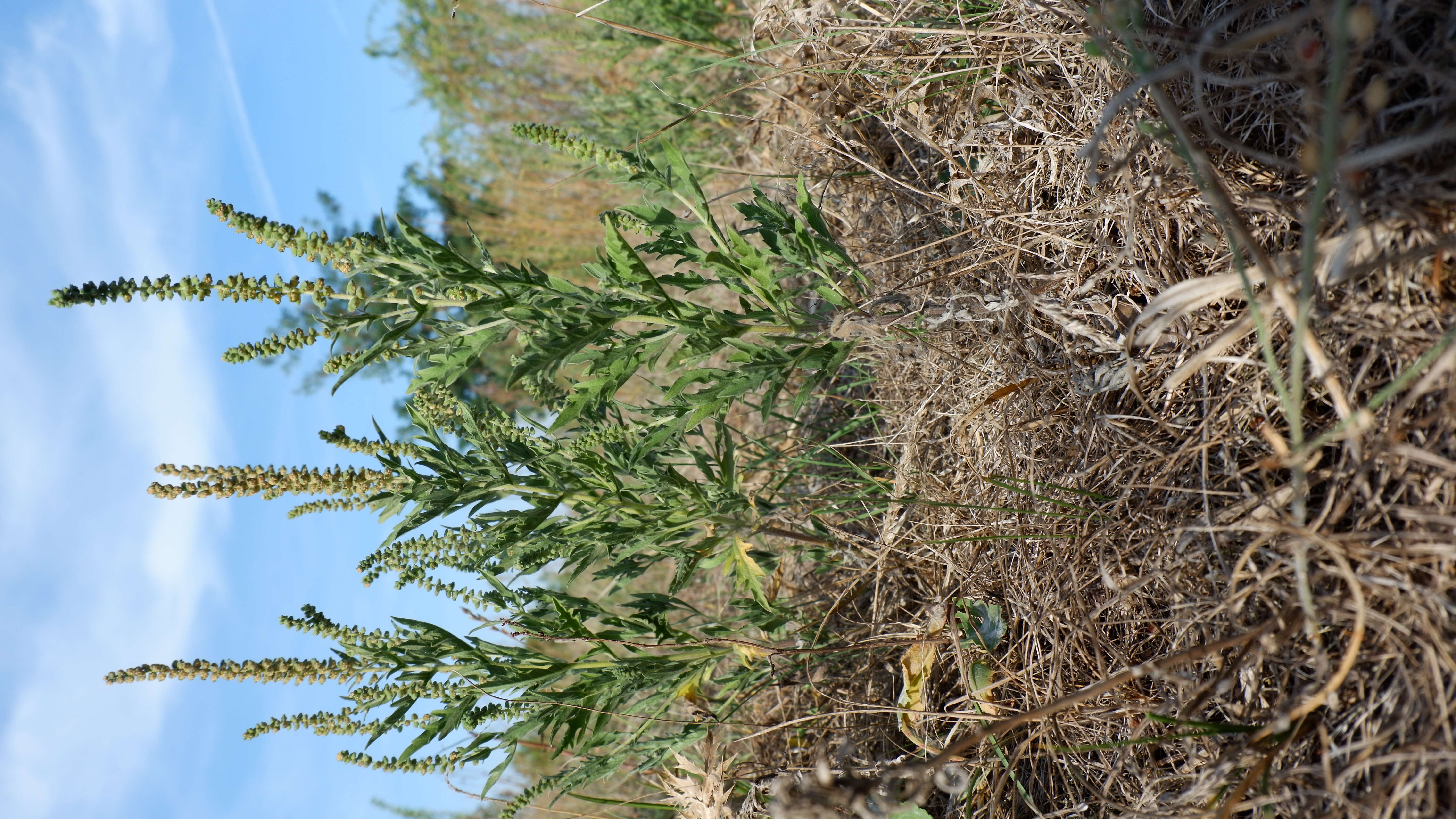 Image of Cuman ragweed