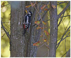 Image of Great Spotted Woodpecker