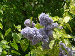 Image of Common Lilac