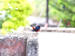 Image of White-capped Redstart