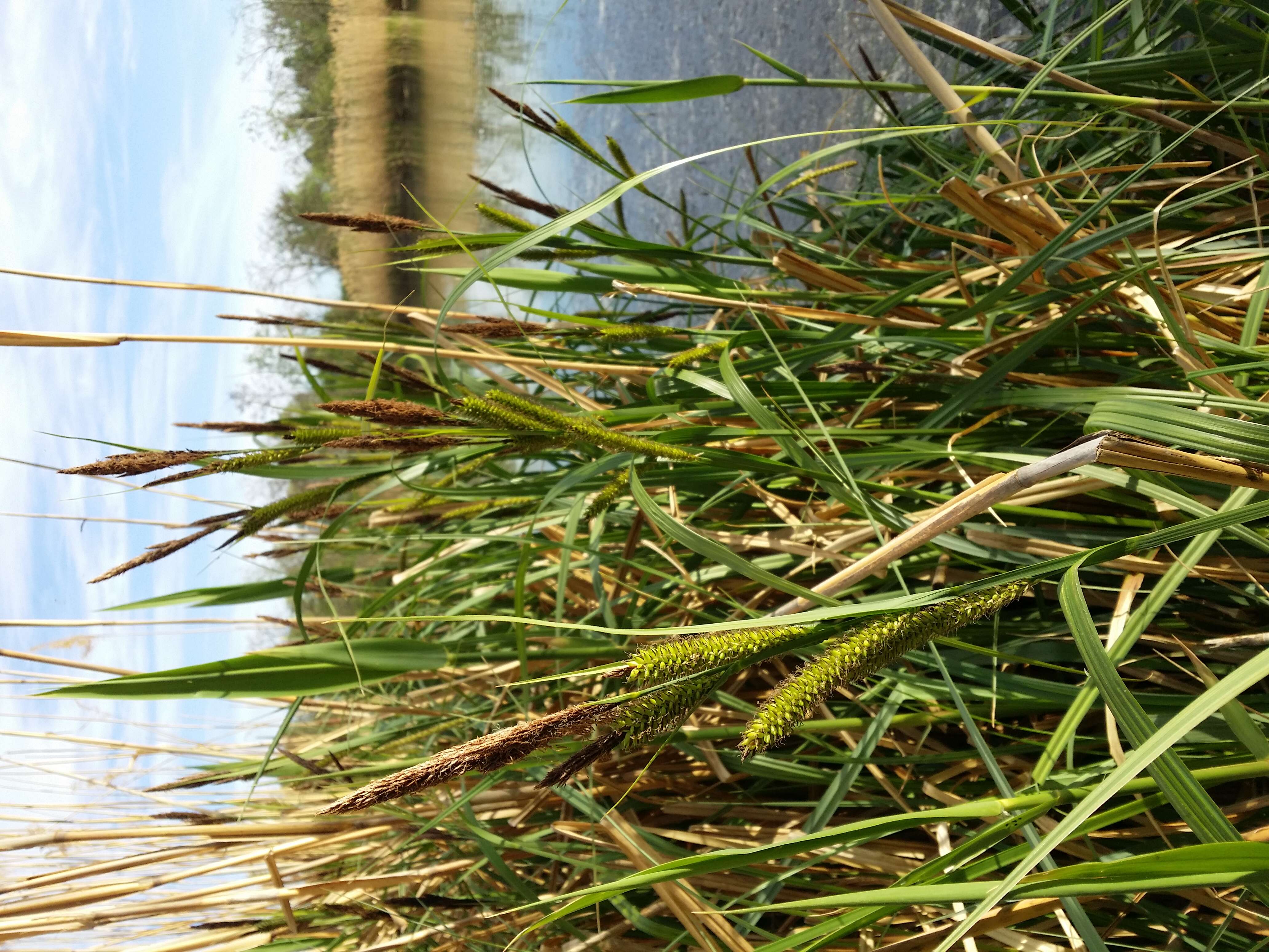 Image of Greater Pond-Sedge