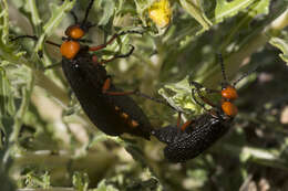 Image of Master Blister Beetle