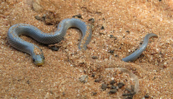 Image of Prosymninae Kelly, Barker, Villet & Broadley 2009