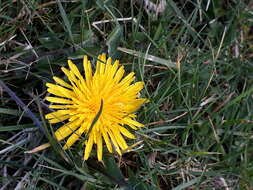 Image of Common Dandelion