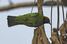 Image of Orange-bellied Leafbird