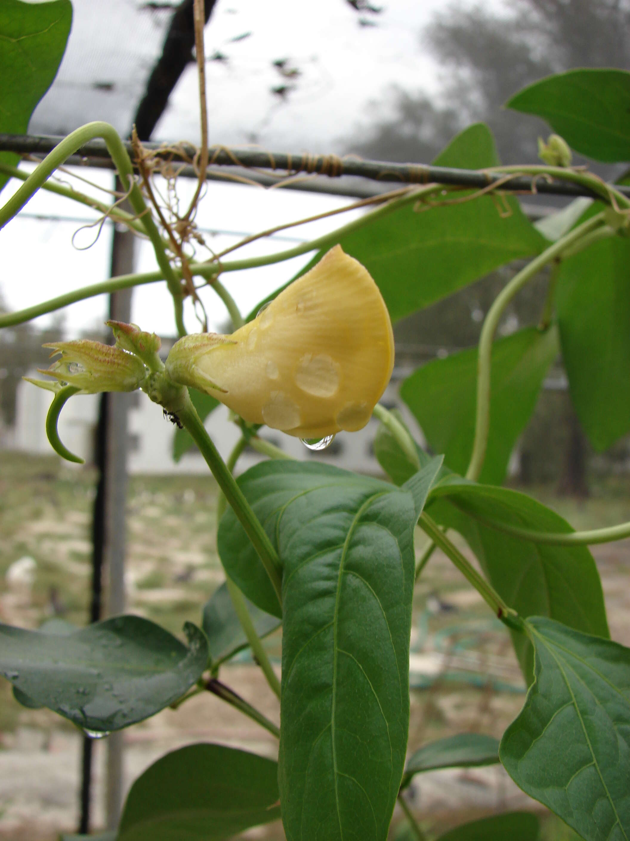 Image of blackeyed pea