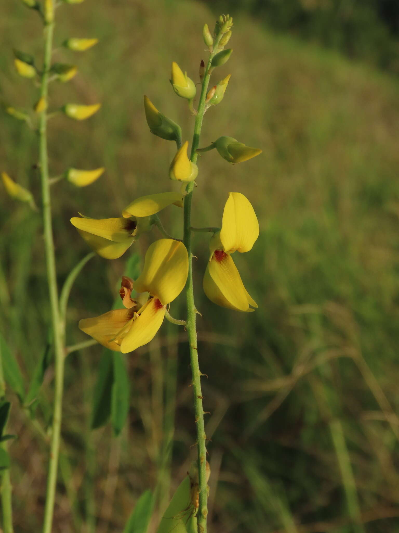 Image of smooth rattlebox