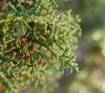 Imagem de Juniperus californica Carrière