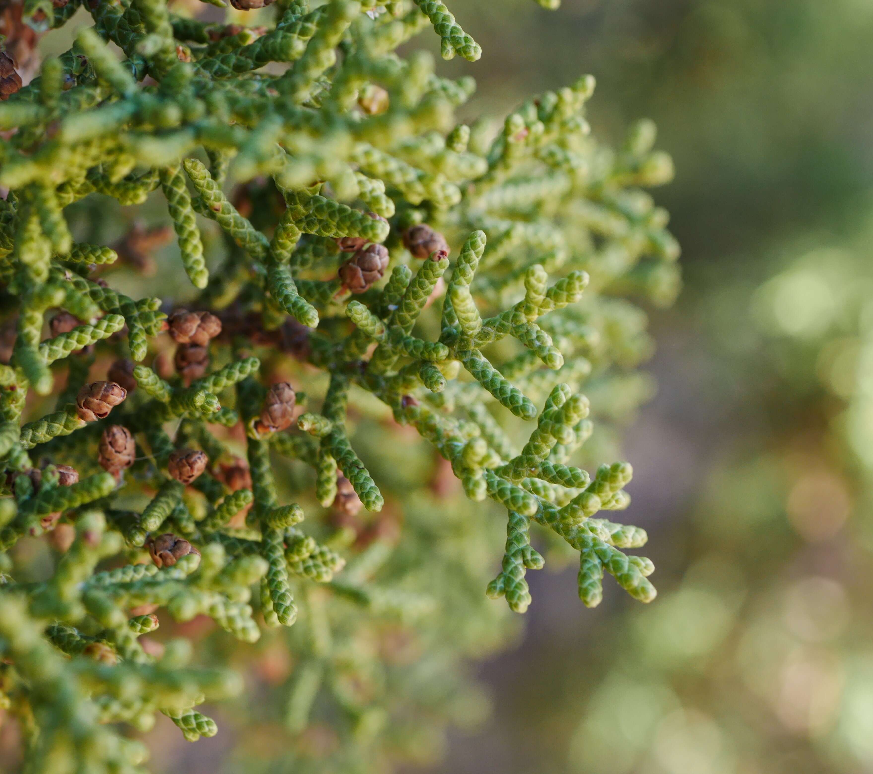 Imagem de Juniperus californica Carrière