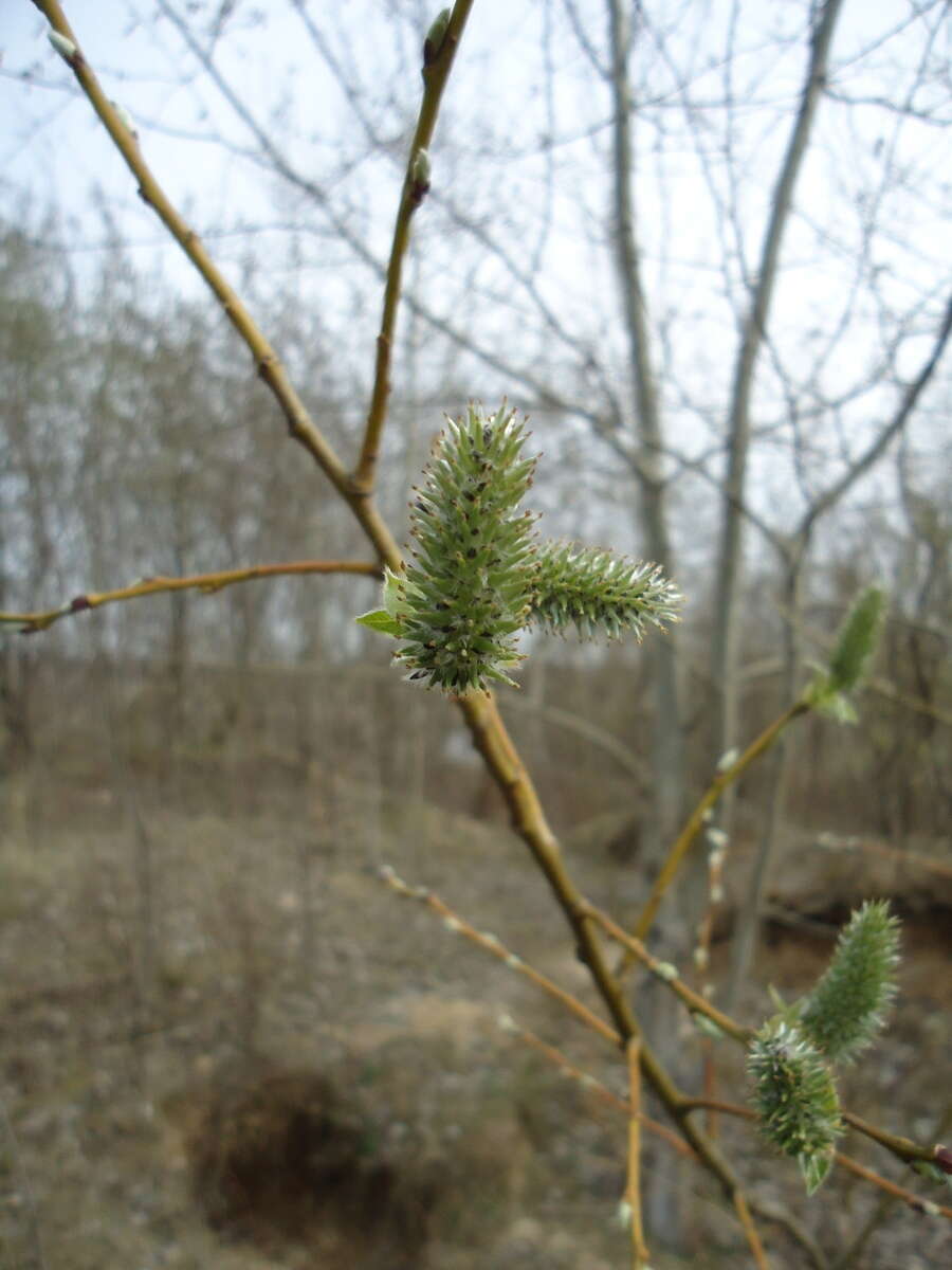 Image of goat willow