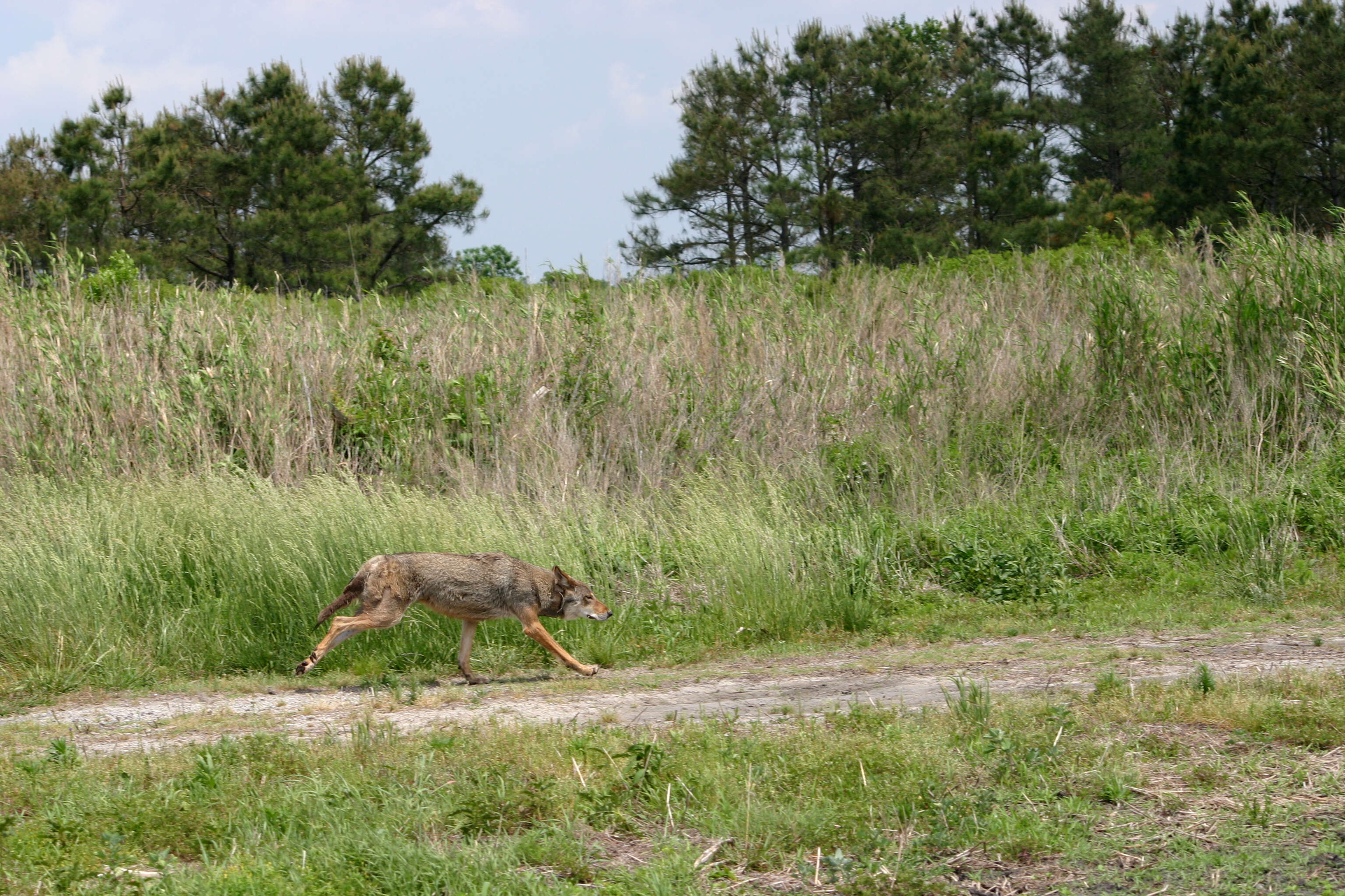 Image of Red wolf