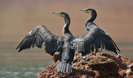 Imagem de Phalacrocorax carbo (Linnaeus 1758)