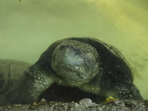 Image of South American snapping turtle