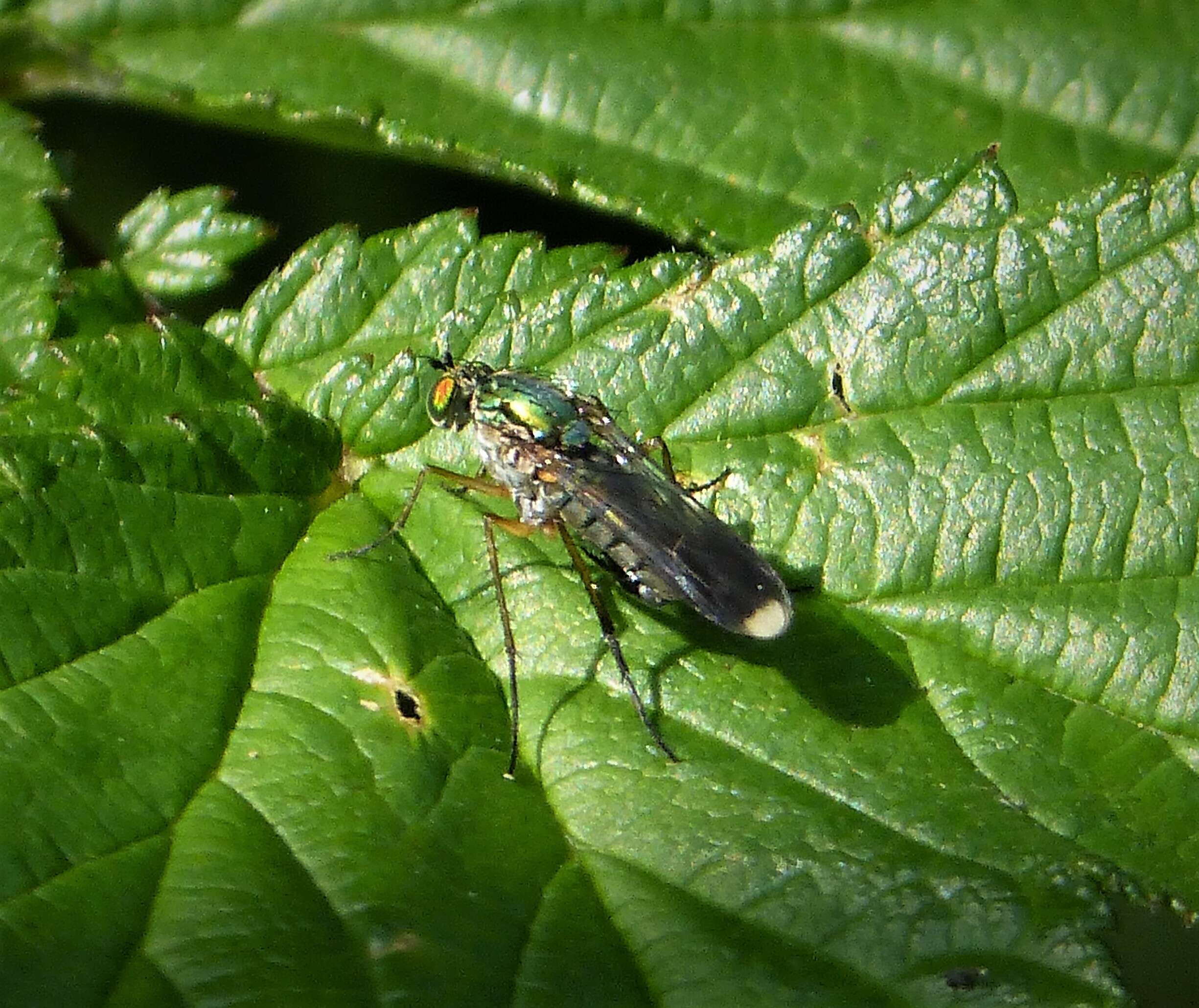 Image of Poecilobothrus nobilitatus (Linnaeus 1767)