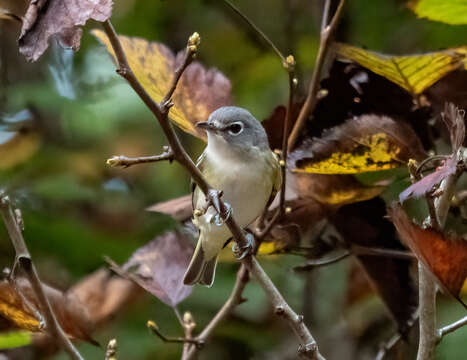 Image of Blue-headed Vireo