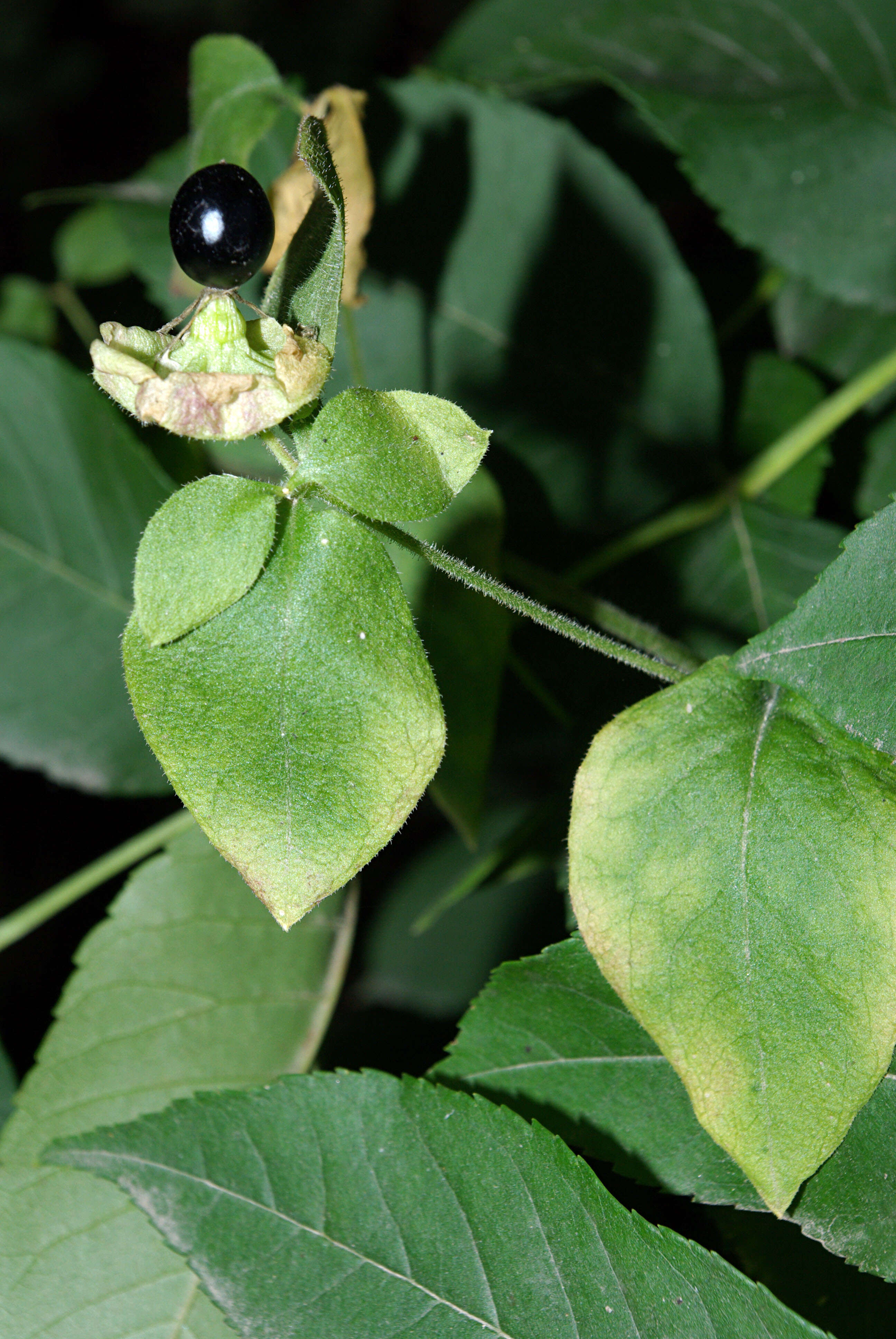 Imagem de Silene baccifera (L.) Roth