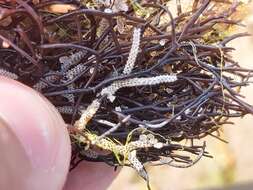 Image of Hairy bryozoan