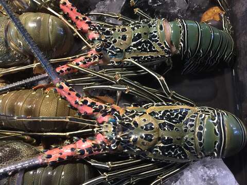 Image of Painted Spiny Lobster