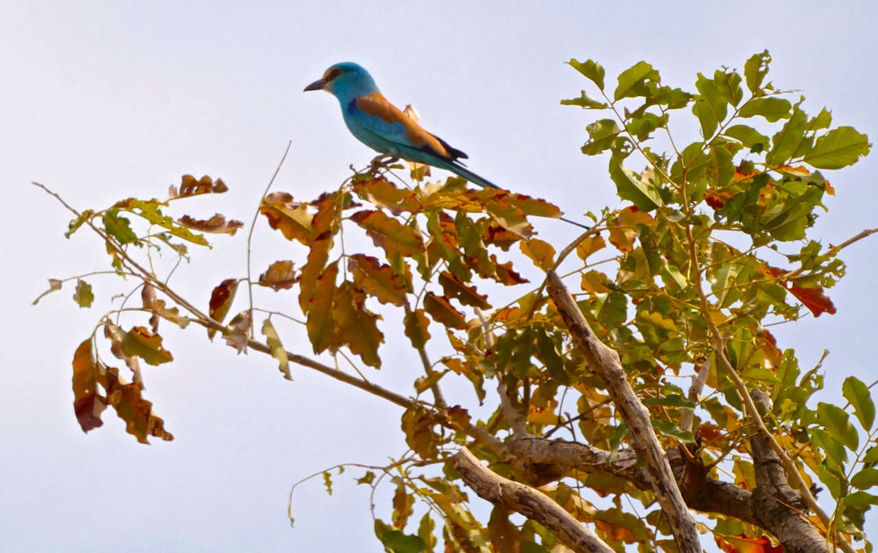 Image of Abyssinian Roller