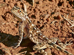 Image of Ground Agama