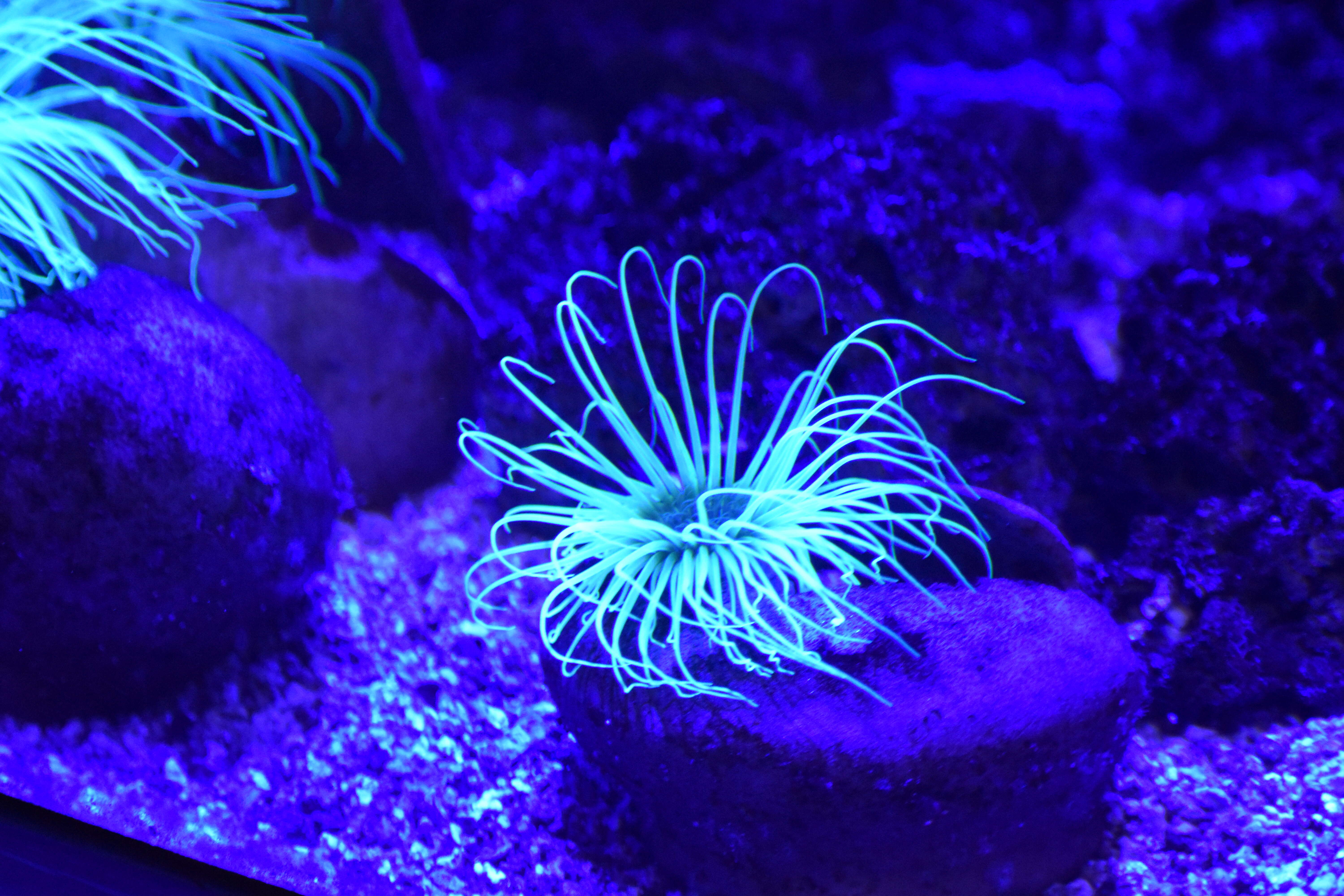 Image of Mediterranean cerianthid