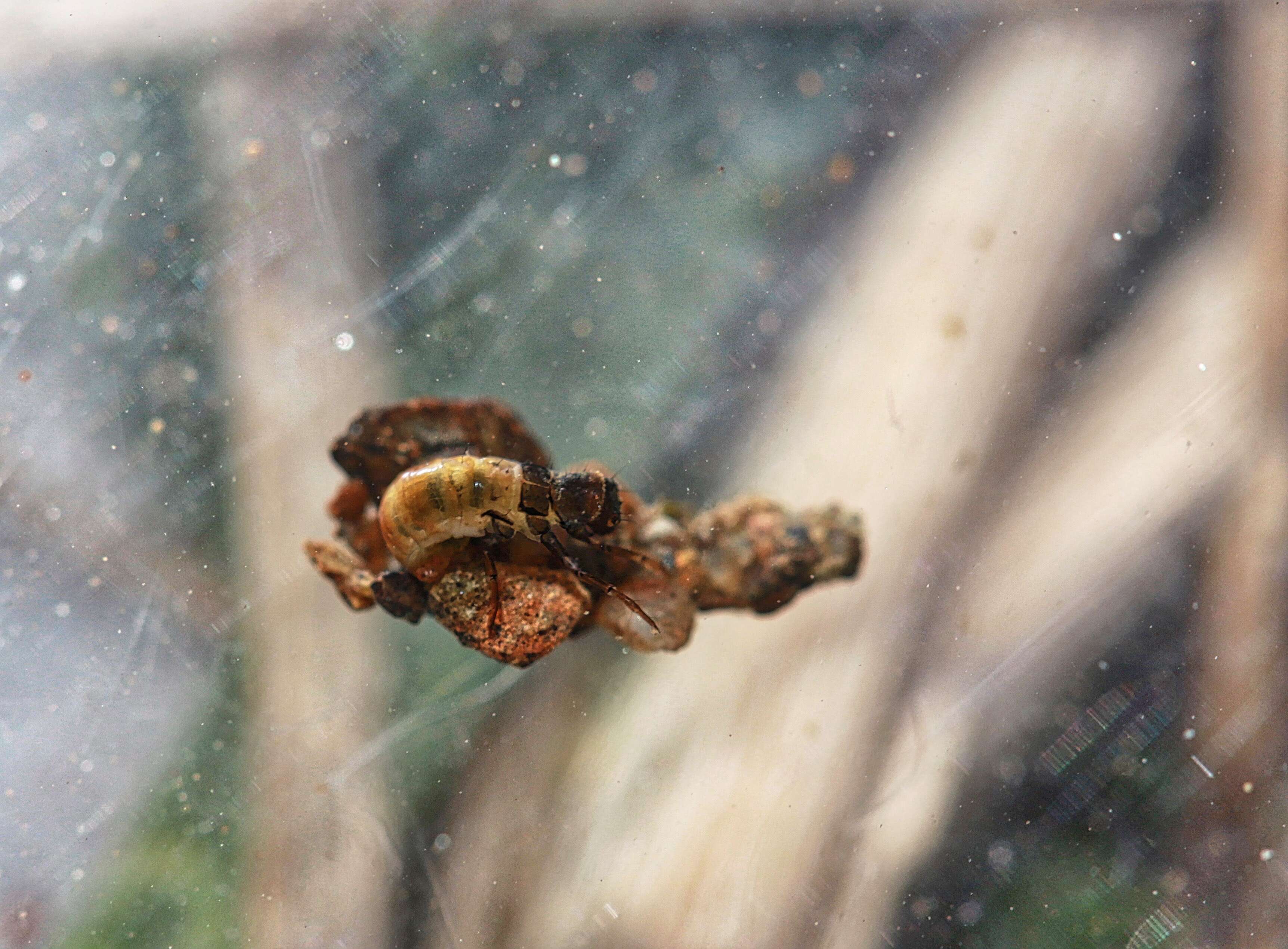 Image of Autumn Mottled Sedges