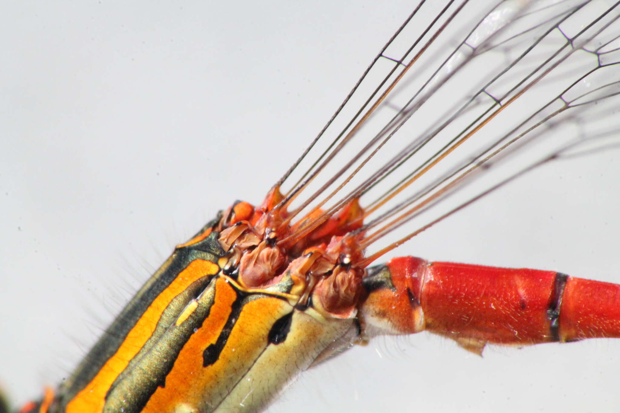 Image of Common Redcoat Damselfly