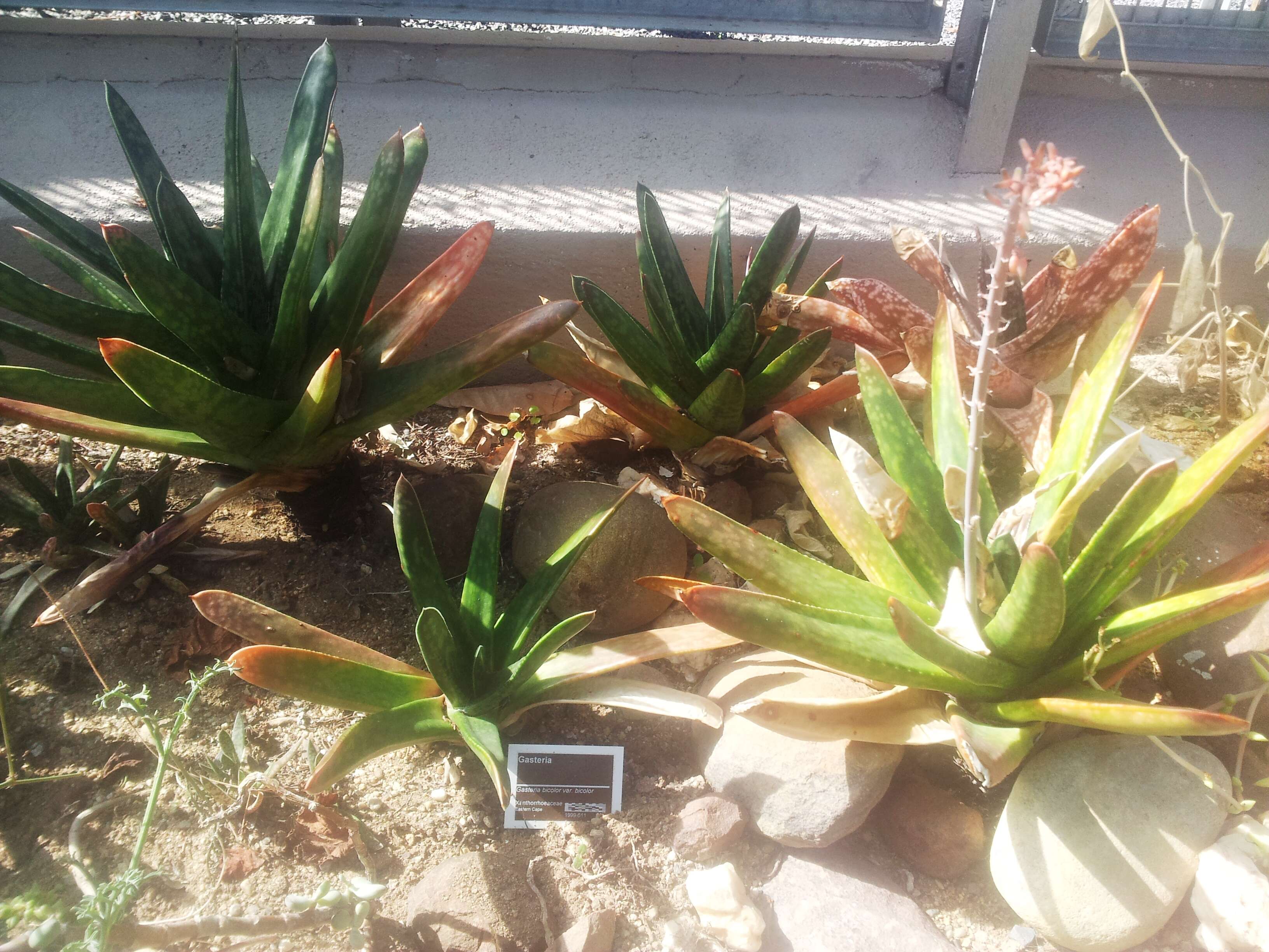 Image of Gasteria obliqua (Aiton) Duval