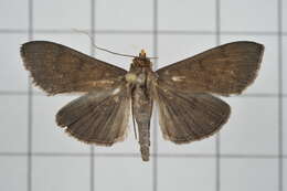 Image of Omiodes noctescens Moore 1888