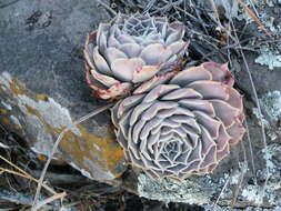 Image of hens and chicks