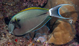 Image of Black-barred Surgeonfish