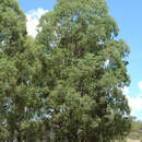 Image of Eucalyptus rummeryi Maiden