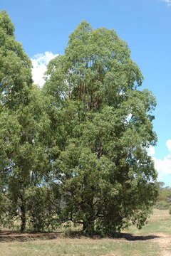 Image of Eucalyptus rummeryi Maiden