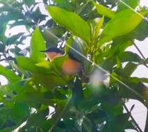 Image of Ashy Prinia