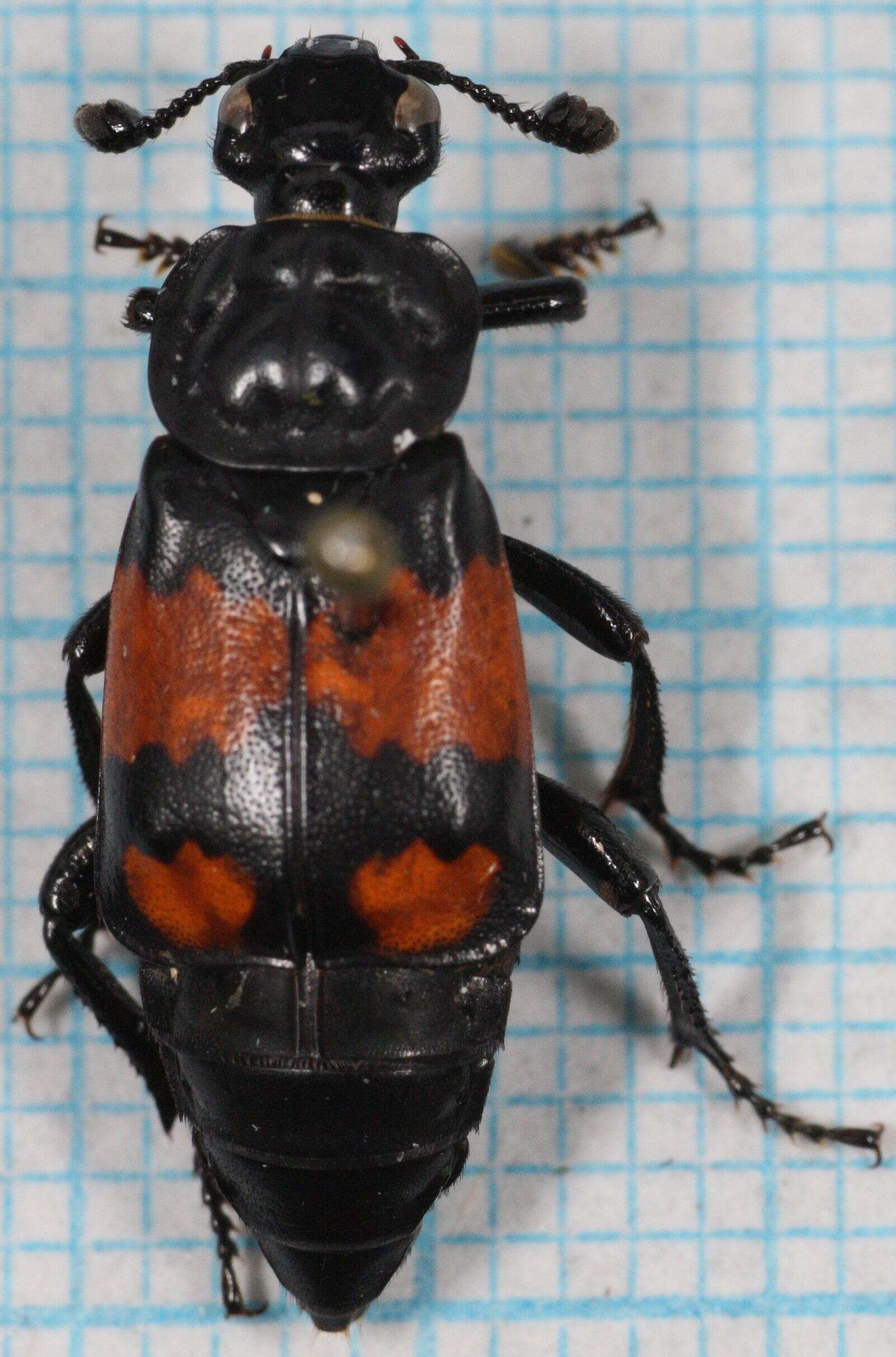 Image of Boreal Carrion Beetle