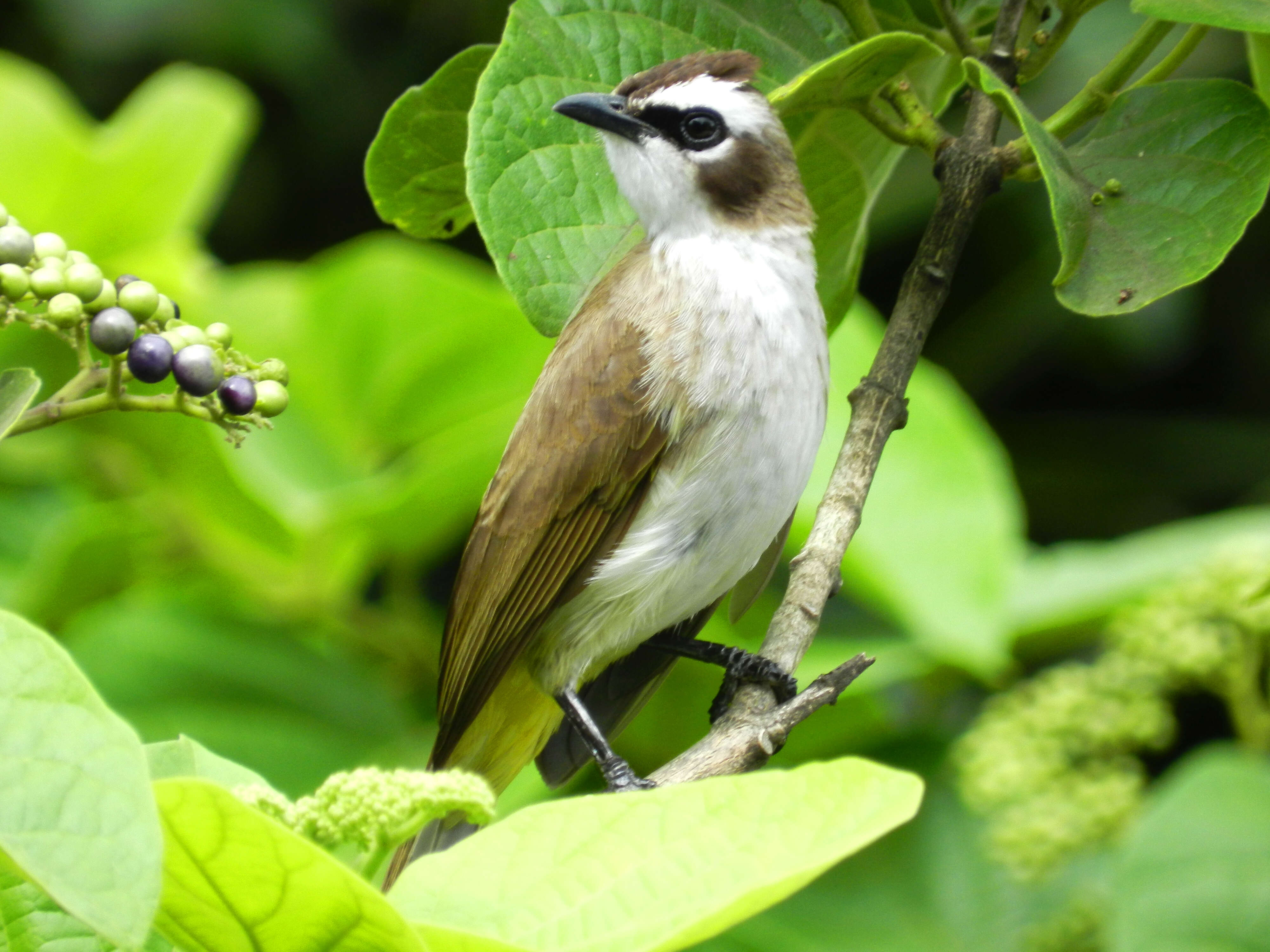 Image of Yellow-vented Bulbul