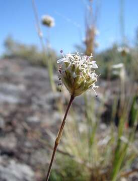 Image of Ballhead Sandwort