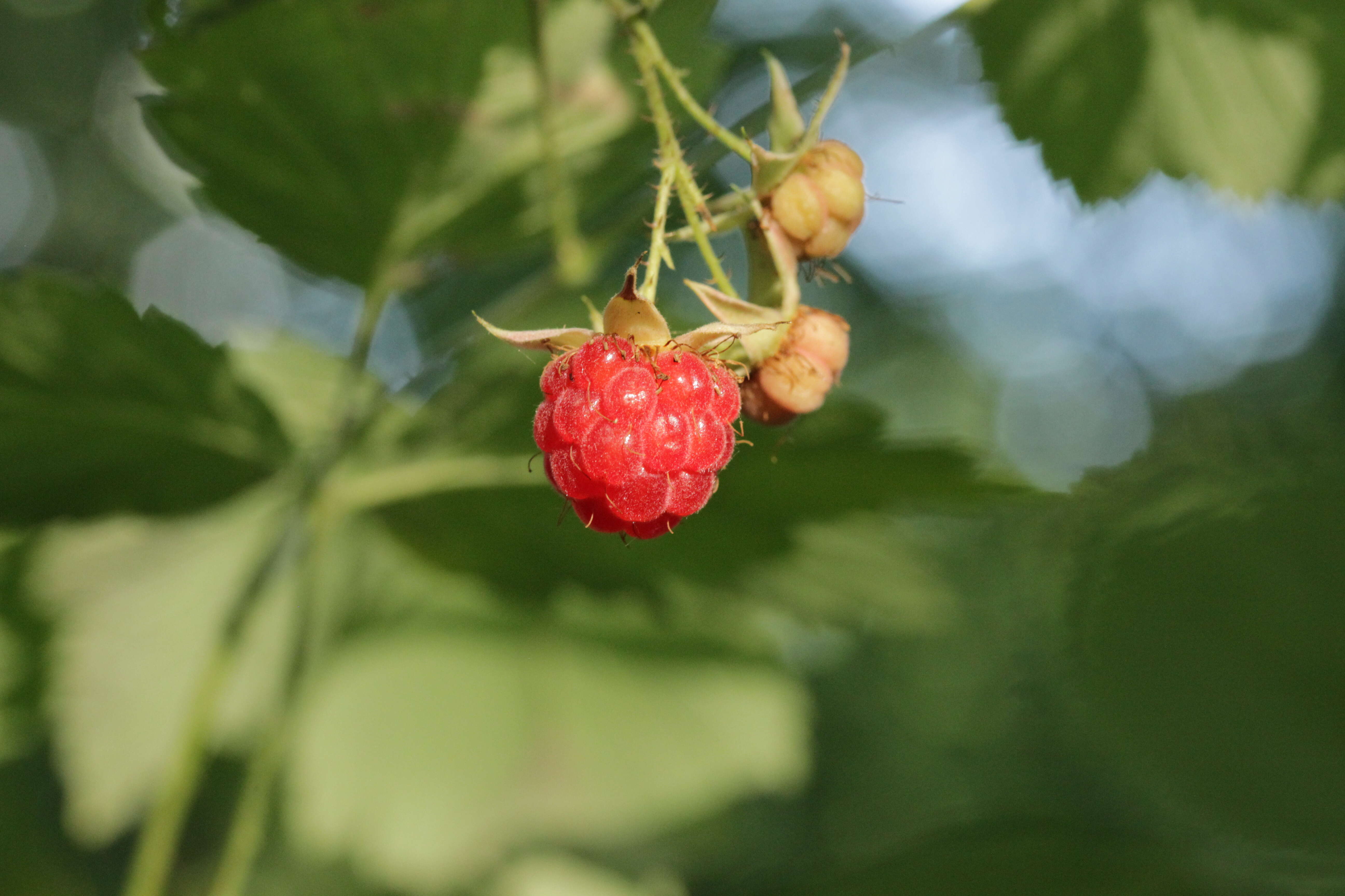 Image of Raspberry