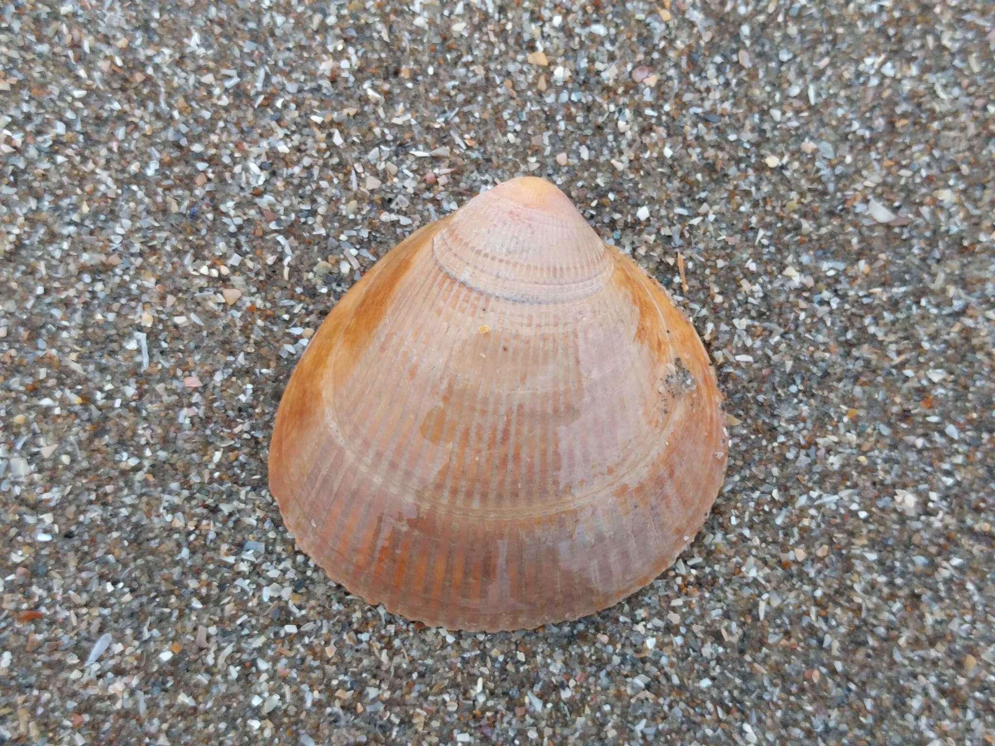 Image of Norway cockle