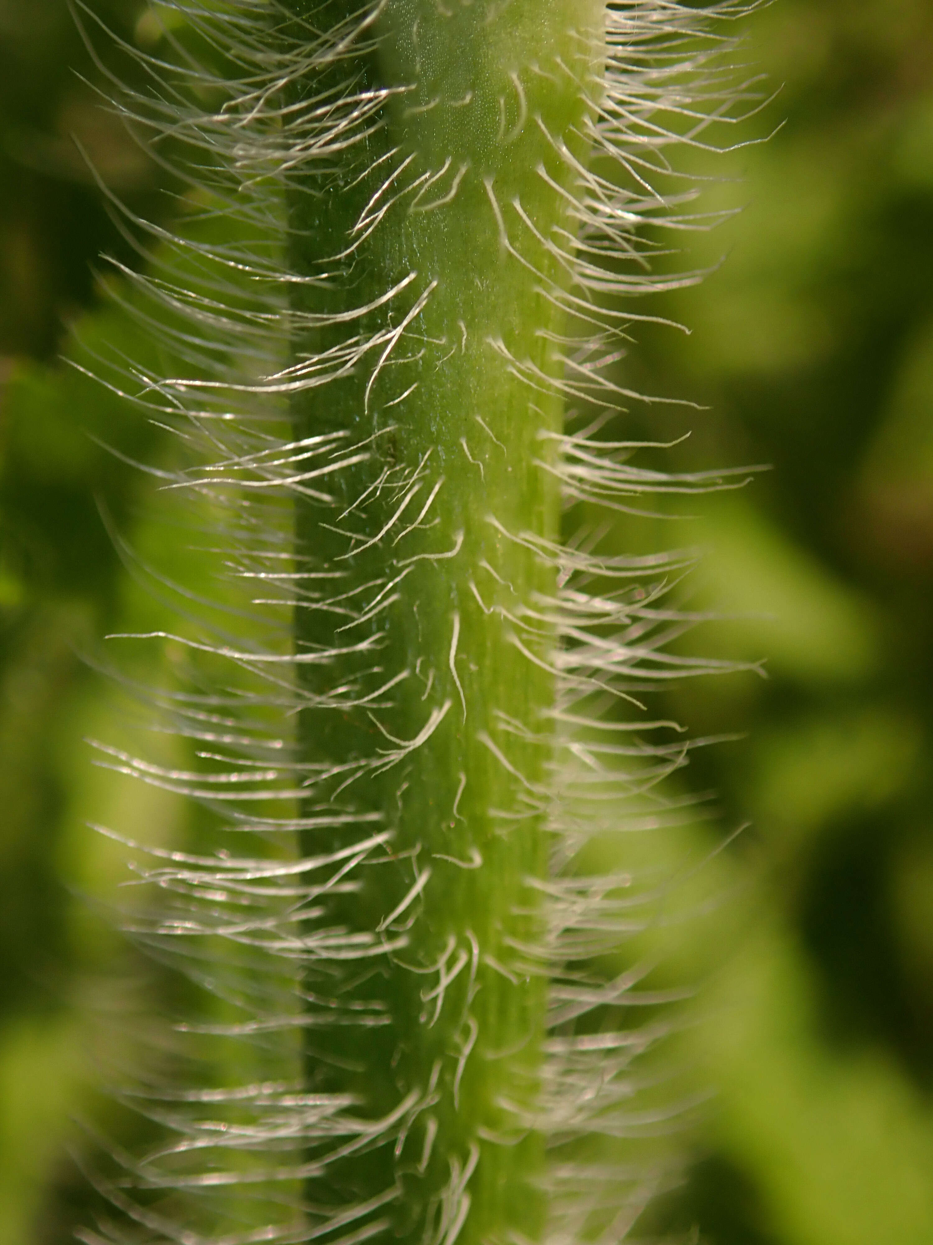 Image of Oriental poppy